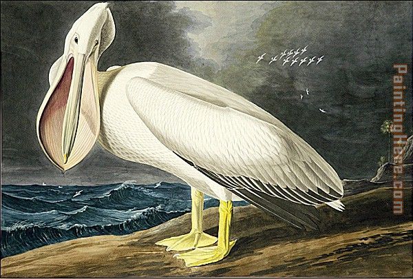 American White Pelican i painting - John James Audubon American White Pelican i art painting